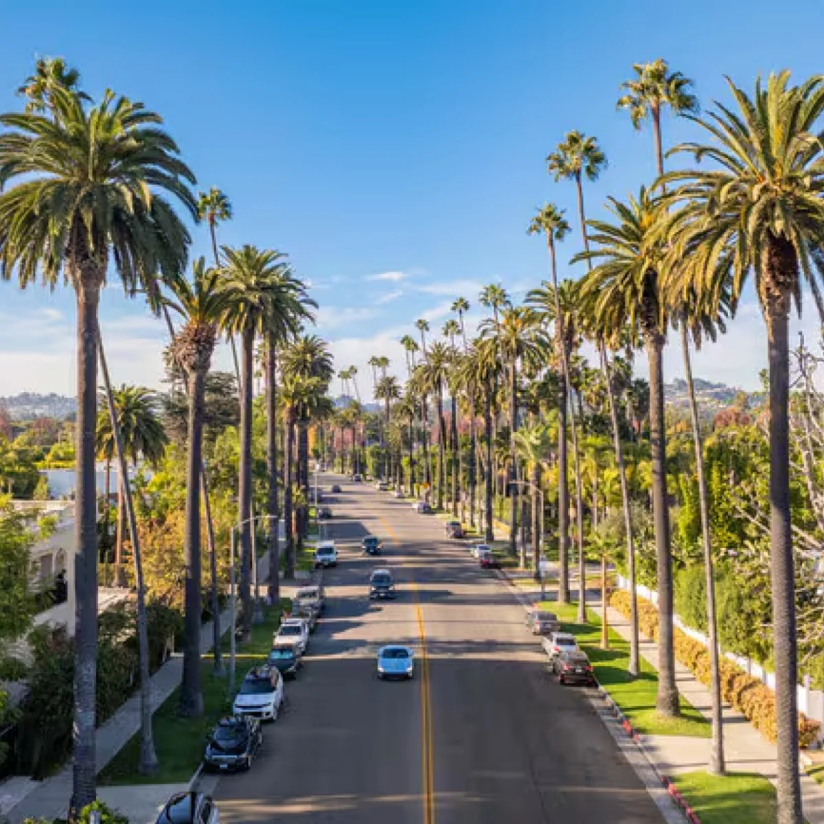 Palm-lined Beverly Hills street